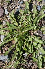 Taraxacum officinale