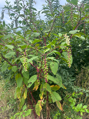 American pokeweed