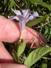 Ruellia humilis