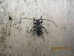 Aegomorphus clavipes