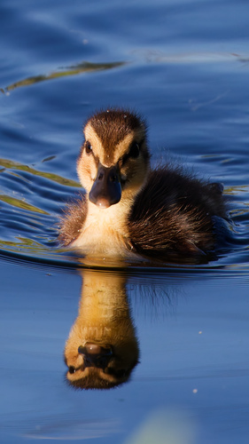 Canard colvert, jeune