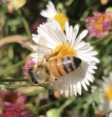 Apis mellifera