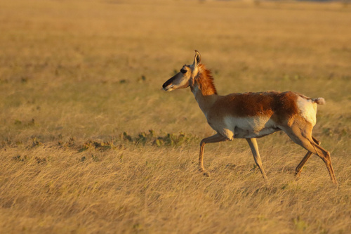 Pronghorn