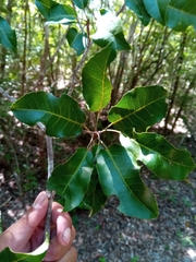 Nesogordonia stylosa
