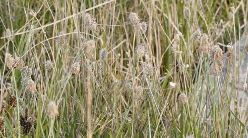 Alpine meadow-foxtail (Alopecurus magellanicus)