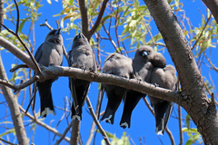 Dusky Woodswallow photo 6