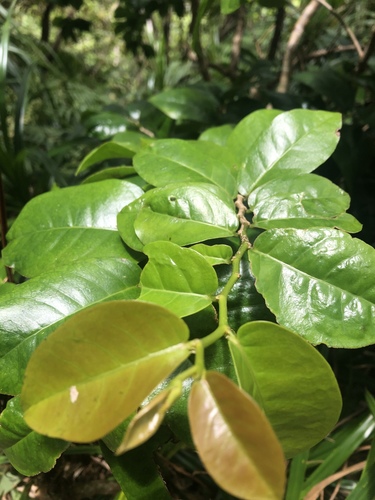 Antidesma platyphyllum var. platyphyllum