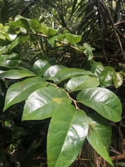 Antidesma platyphyllum