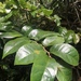 Antidesma platyphyllum - Photo (c) mariacostantini, alguns direitos reservados (CC BY-NC)