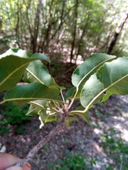 Nesogordonia stylosa