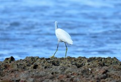 Egretta thula
