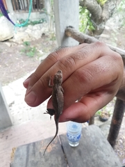 Anolis laeviventris