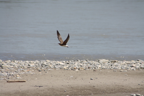 iNaturalist image