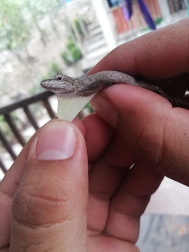 White Anole