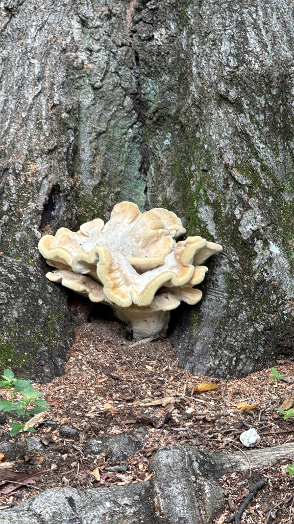 Berkeley's Polypore · July 2026 · photo: Photo: no rights reserved · iNaturalist