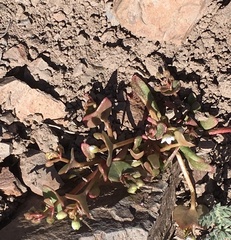 Claytonia rubra