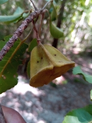 Nesogordonia stylosa