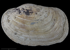 Image of Panopea smithae