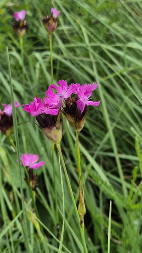 Dianthus capitatus, photograph 6