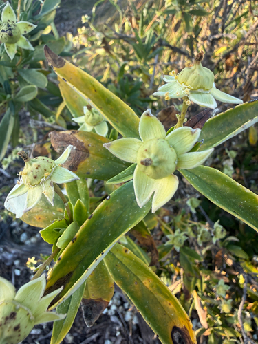 Carpenteria californica, 2026-05-20