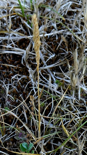 Koeleria pyramidata, 2026-07-10