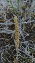 Koeleria pyramidata, photograph author not stated, no rights reserved