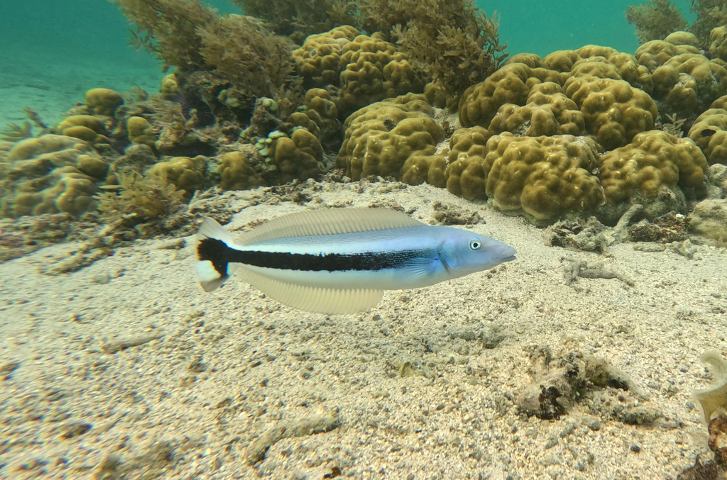 Banded blanquillo (Malacanthus latovittatus) — Malacanthidae