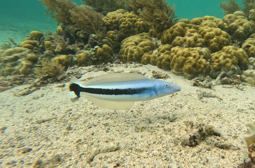 Banded blanquillo (Malacanthus latovittatus) — Malacanthidae