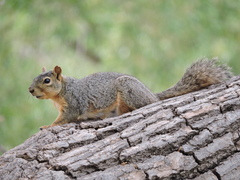Sciurus niger