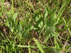 Baptisia sphaerocarpa