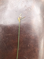 Schoenus imberbis