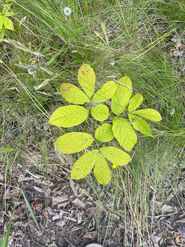 wild sarsaparilla