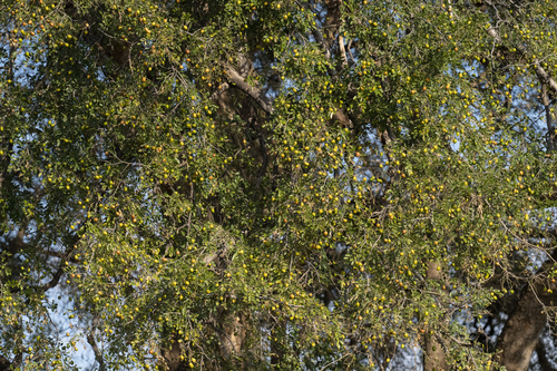 Xanthocercis zambesiaca, 2026-07-06