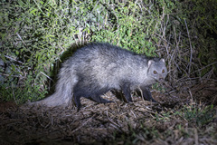 White-Tailed Mongoose photo 1