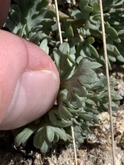 Ranunculus andersonii