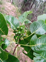 Psychotria boenyana image