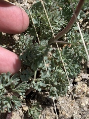 Ranunculus andersonii