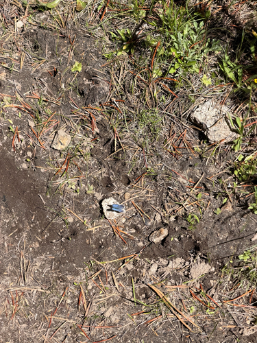 iNaturalist observation photo of Typical Blues