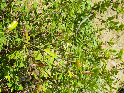 Vaccinium arctostaphylos, photograph 6