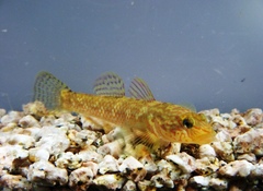 Rhinogobius nagoyae