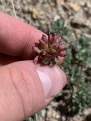 Ranunculus andersonii