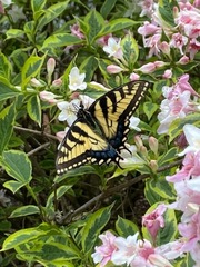 Papilio glaucus