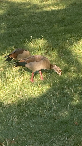 Egyptian Goose