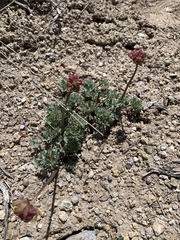 Ranunculus andersonii