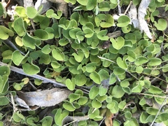 Dichondra donelliana