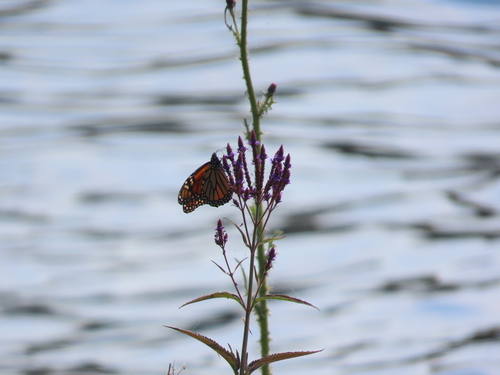 Image of Danaus plexippus by no rights reserved