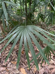 Rhapis excelsa