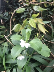 Scaevola gaudichaudiana