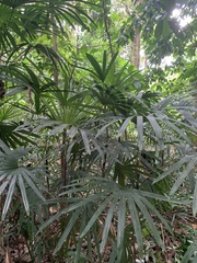 Rhapis excelsa