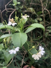 Scaevola gaudichaudiana